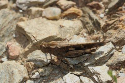 OEdipode automnale, Criquet farouche  Aiolopus strepens (Latreille, 1804)