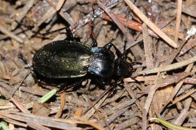 Carabe des bois Carabus nemoralis O.F. Müller, 1764