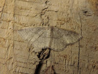 Acidalie pointillée (L') Idaea eugeniata (Dardoin & Millière in Millière, 1870)