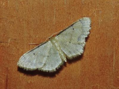 Acidalie familière (L') Idaea fuscovenosa (Goeze, 1781)