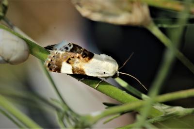 Collier blanc (Le) Acontia lucida (Hufnagel, 1766)