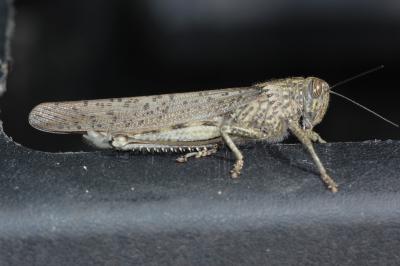 Criquet égyptien Anacridium aegyptium (Linnaeus, 1764)