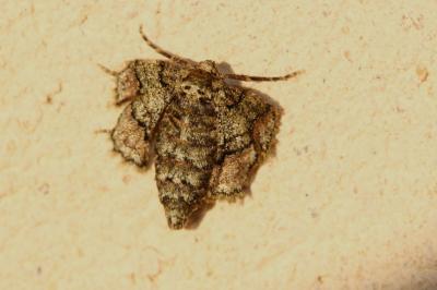 Hibernie hâtive (L') Phigaliohybernia marginaria (Fabricius, 1777)