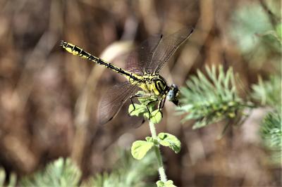 Gomphe semblable (Le) Gomphus simillimus Selys, 1840