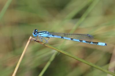 Agrion porte-coupe Enallagma cyathigerum (Charpentier, 1840)
