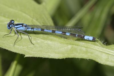Agrion porte-coupe Enallagma cyathigerum (Charpentier, 1840)