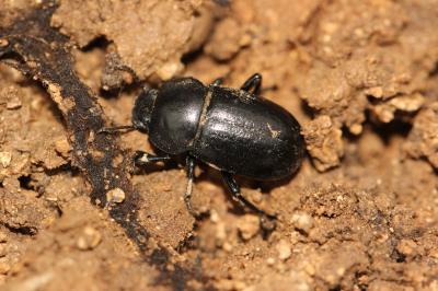 Ténébrion abrégé Phylan abbreviatus (Olivier, 1795)