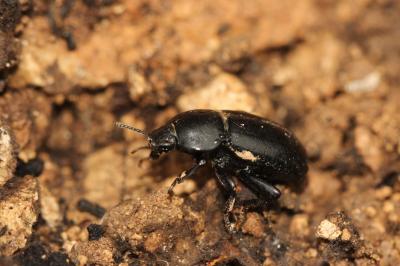 Ténébrion abrégé Phylan abbreviatus (Olivier, 1795)