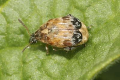  Megabruchidius tonkineus (Pic, 1904)