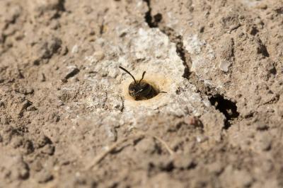  Lasioglossum malachurum (Kirby, 1802)
