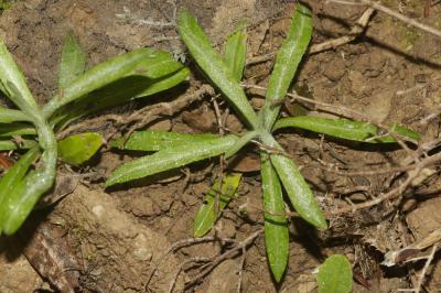 Xéranthème fétide Xeranthemum cylindraceum Sm., 1813