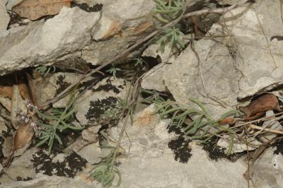 Linaire couchée Linaria supina (L.) Chaz., 1790