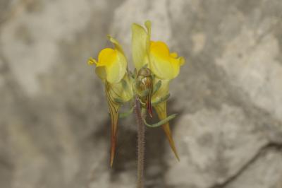 Linaire couchée Linaria supina (L.) Chaz., 1790