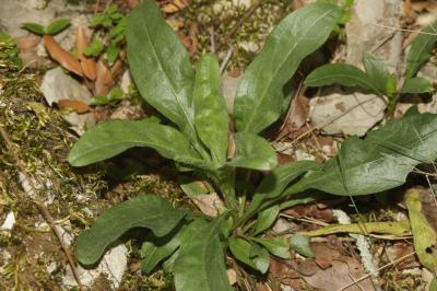 Cynoglosse à pustules, Cynoglosse Cynoglossum pustulatum Boiss., 1838