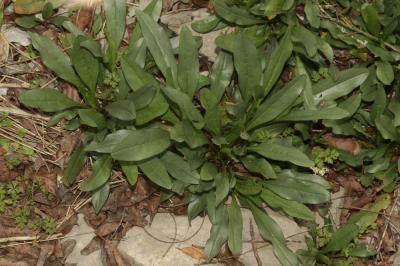 Cynoglosse à pustules, Cynoglosse Cynoglossum pustulatum Boiss., 1838