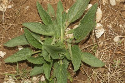 Herbe au vent Phlomis herba-venti L., 1753