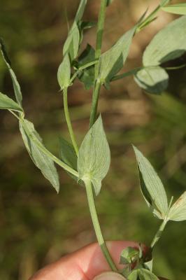 Gesse des prés Lathyrus pratensis L., 1753