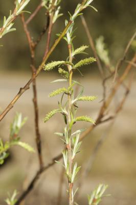 Saule drapé Salix eleagnos Scop., 1772