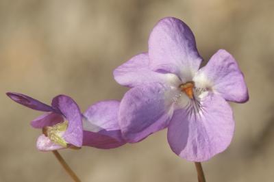 Violette blanche Viola alba Besser, 1809