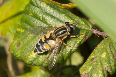  Helophilus trivittatus (Fabricius, 1805)