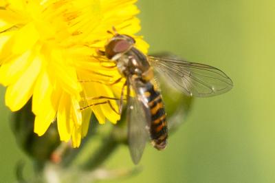  Episyrphus balteatus (De Geer, 1776)