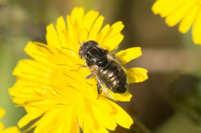  Eristalinus sepulchralis (Linnaeus, 1758)