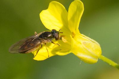  Melanostoma Schiner, 1860