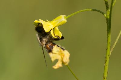 Eristale gluante, Mouche pourceau Eristalis tenax (Linnaeus, 1758)