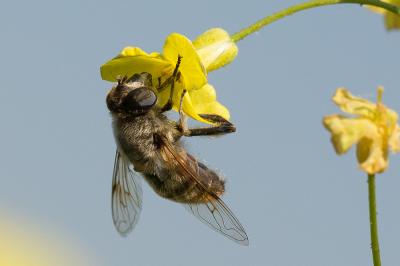 Eristale gluante, Mouche pourceau Eristalis tenax (Linnaeus, 1758)
