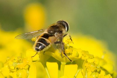  Eristalis arbustorum (Linnaeus, 1758)