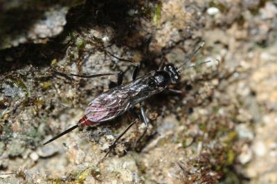  Cryptus Fabricius, 1804