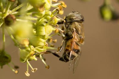  Eristalinus taeniops (Wiedemann, 1818)
