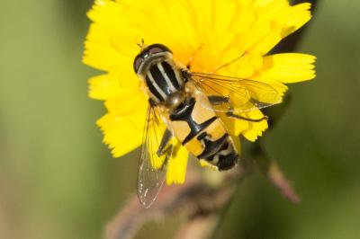  Helophilus trivittatus (Fabricius, 1805)