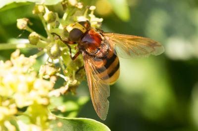Volucelle zonée Volucella zonaria (Poda, 1761)
