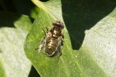  Eristalinus aeneus (Scopoli, 1763)