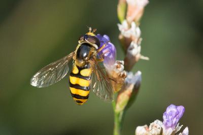  Eupeodes latifasciatus (Macquart, 1829)