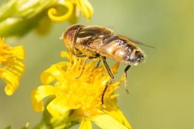  Eristalinus megacephalus (Rossi, 1794)