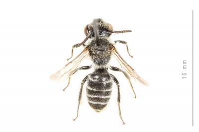  Andrena afzeliella (Kirby, 1802)