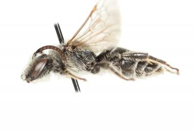  Andrena afzeliella (Kirby, 1802)