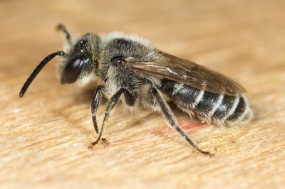  Andrena afzeliella (Kirby, 1802)