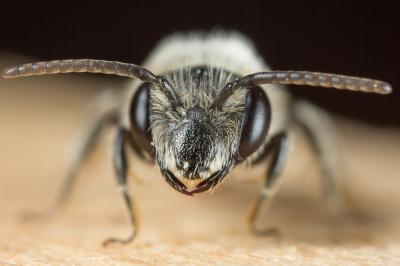  Andrena afzeliella (Kirby, 1802)