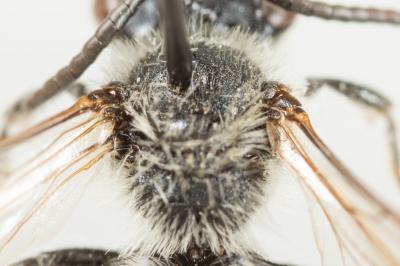  Andrena afzeliella (Kirby, 1802)