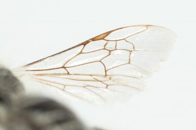  Andrena afzeliella (Kirby, 1802)