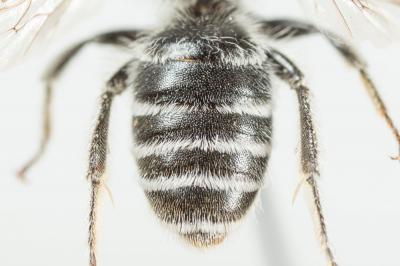  Andrena afzeliella (Kirby, 1802)