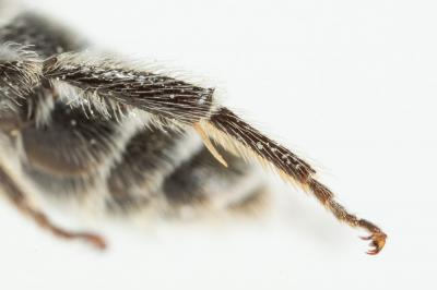  Andrena afzeliella (Kirby, 1802)