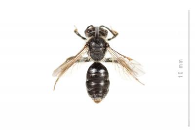  Andrena alfkenella Perkins, 1914