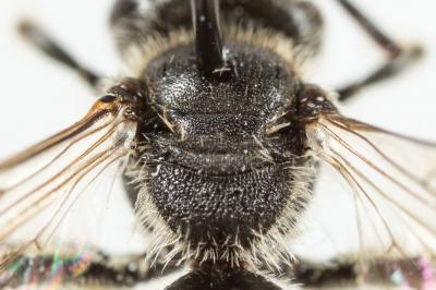  Andrena alfkenella Perkins, 1914
