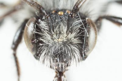  Andrena barbareae Panzer, 1805