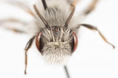  Andrena bicolorata (Rossi, 1790)