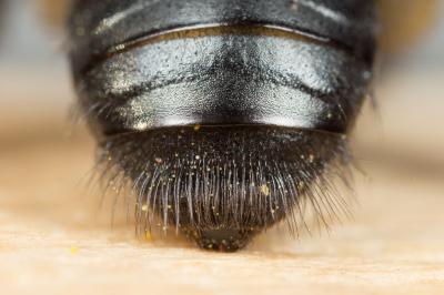  Andrena bicolorata (Rossi, 1790)